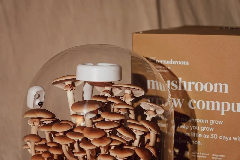 Mushrooms actively growing inside the illuminated Terrashroom dome